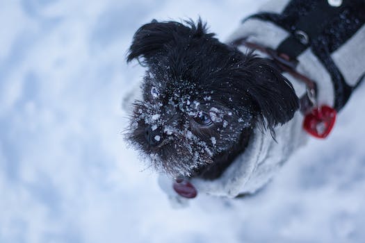 Understanding Affenpinscher's Bark.