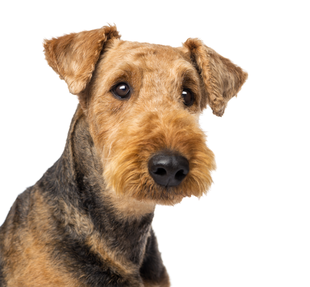 Airedale Terrier Agility and Competitive Dog Sports Unleashing the Champion Within
