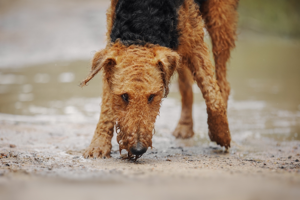 Airedale Terrier Behavior Issues And How To Address Them 