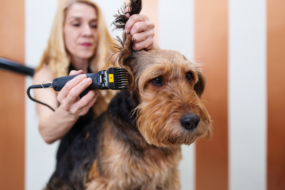 Airedale Terrier Breed Overview