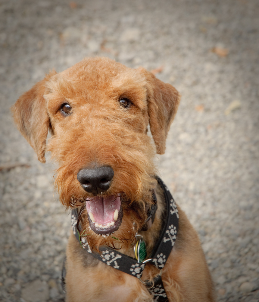 Airedale Terrier Intelligence The Canine Einsteins