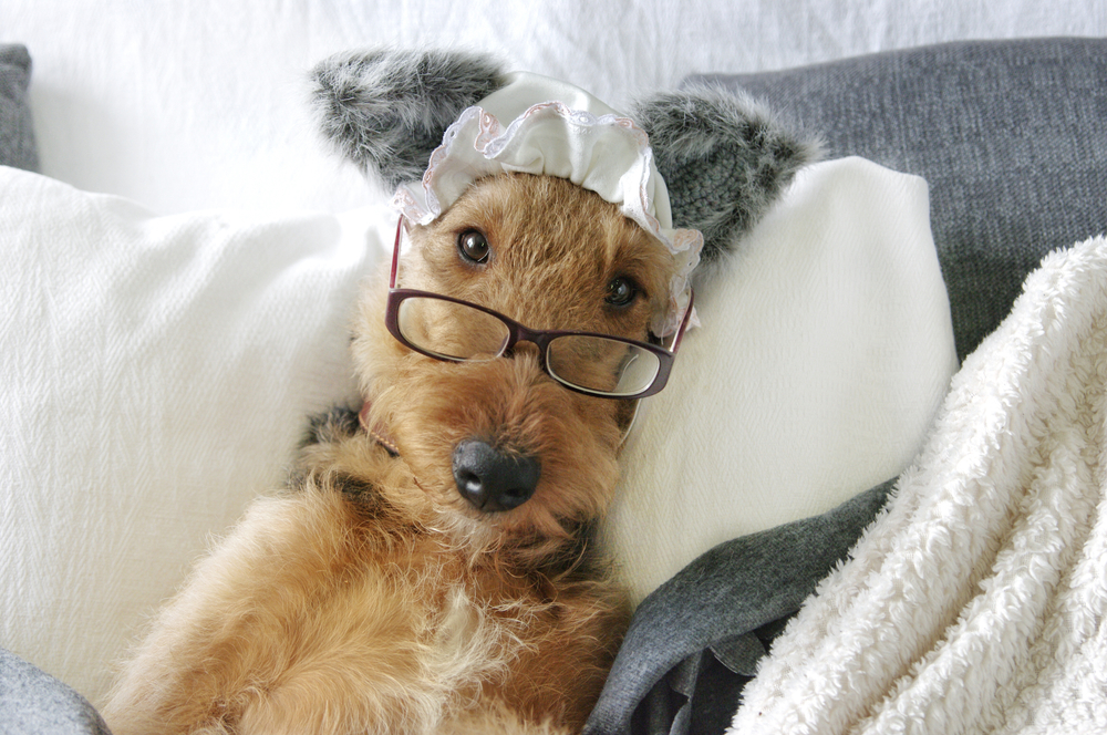 Airedale Terrier Intelligence and Problem-Solving Abilities
