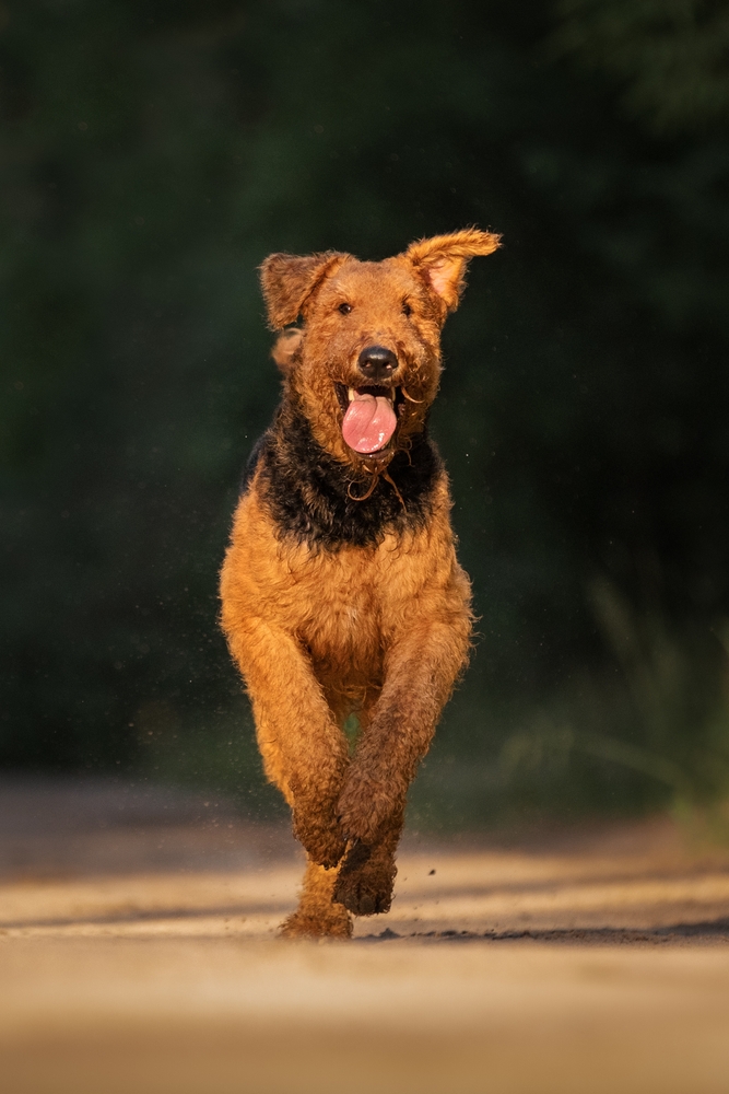 Airedales in Action Real-Life Problem-Solving