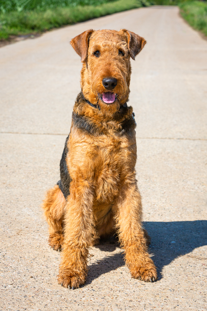 Competitive Dog Sports A World of Opportunities