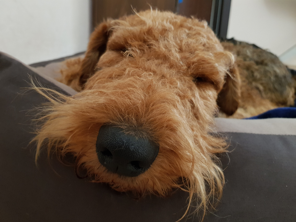 Airedale Terrier Dog Breed