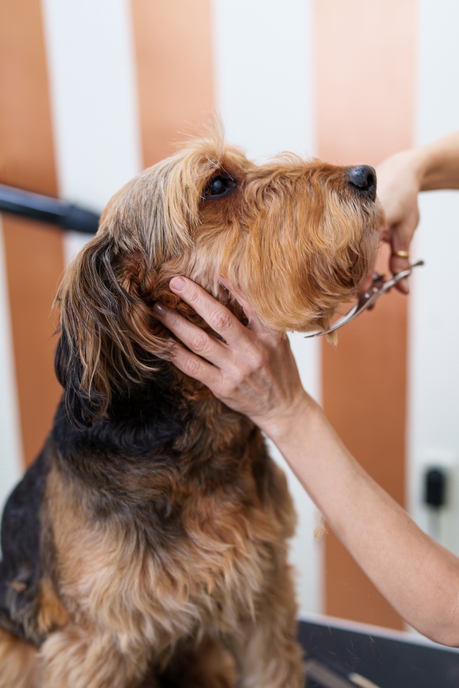 The Airedale Mind Understanding Their Cognitive Abilities