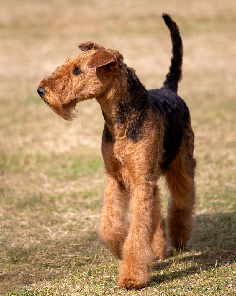The Power of Agility in Airedale Terriers
