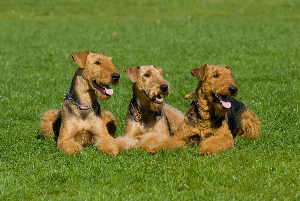 Understanding the Airedale Terrier A Versatile and Intelligent Breed