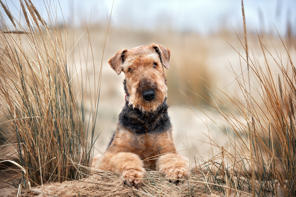 Airedale Terrier Agility and Competitive Dog Sports
